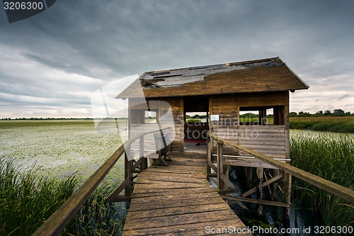 Image of Wooden path trough the reed