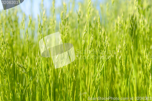 Image of Green grass in artistic composition