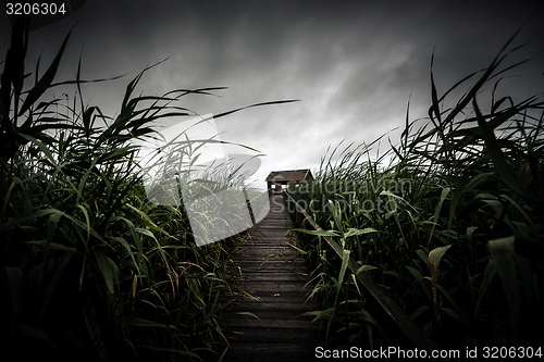 Image of Wooden path trough the reed