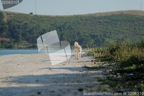 Image of Grown up dog outside