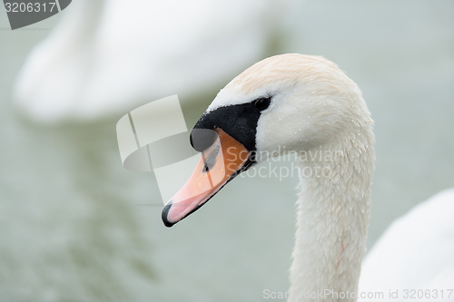 Image of Swan swimming with ducks