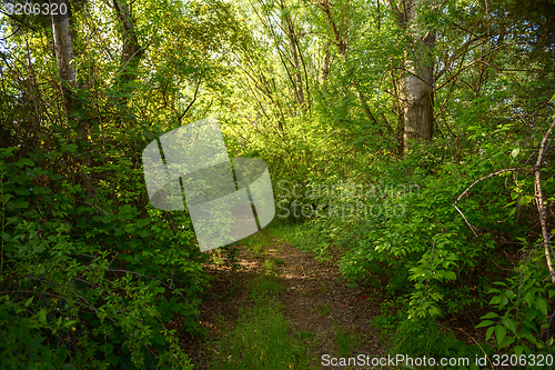 Image of Small Pathway going trough the forest