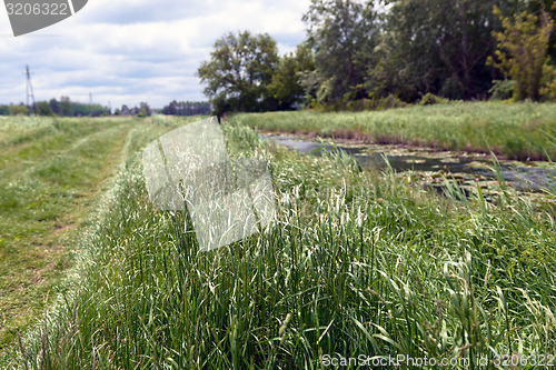 Image of Small river with green grass