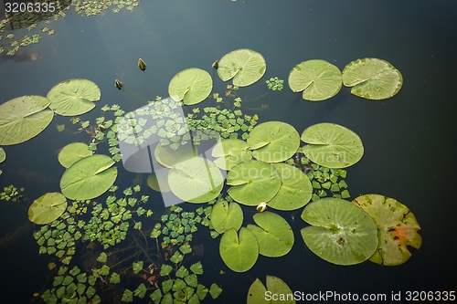 Image of Peaceful place at the pond