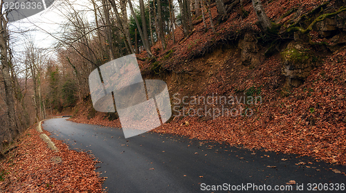 Image of Road in autumn forest landscape