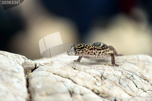 Image of Gecko lizard on rocks 