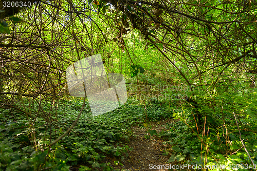 Image of Small Pathway going trough the forest