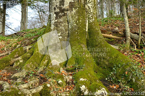 Image of Green moss on tree trunk