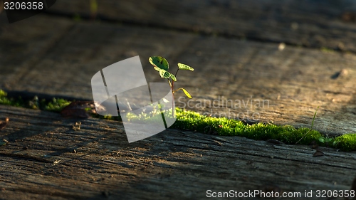 Image of Fresh green plant outdoors