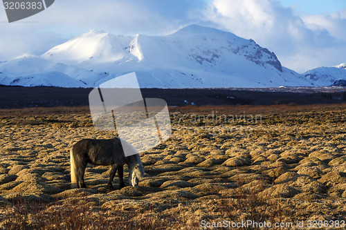 Image of Gray Icelandic horse in front of snowy mountains