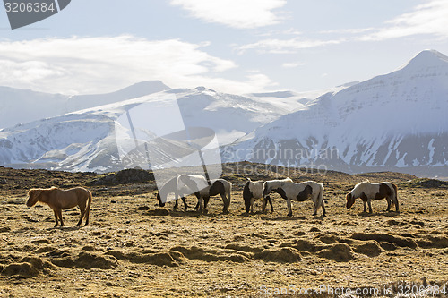 Image of Herd of Icelandic horses in front of snowy mountains