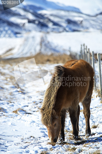 Image of Brown Icelandic horse in front of snowy mountains
