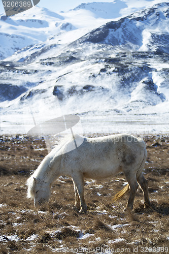 Image of White Icelandic horse in front of snowy mountains