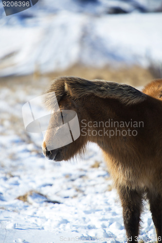 Image of Brown Icelandic horse in front of snowy mountains