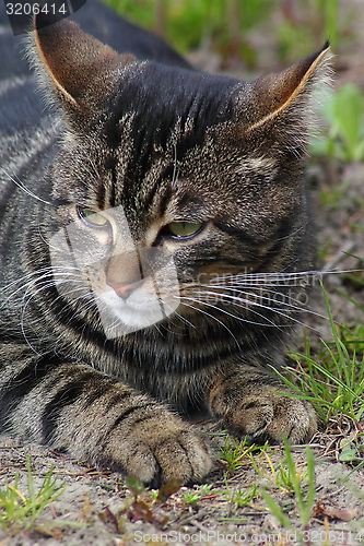 Image of Hunting cat