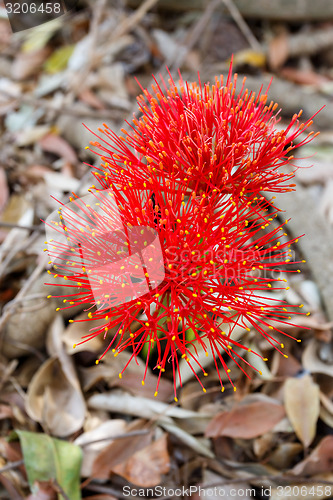 Image of red sphere flower(fireball lily)in Victoria Falls