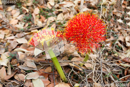 Image of red sphere flower(fireball lily)in Victoria Falls