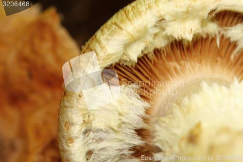 Image of unidentified white mushroom