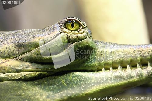 Image of gavial