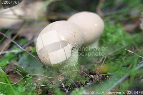 Image of unidentified white puffballs