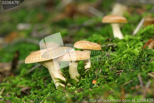 Image of unidentified orange mushrooms