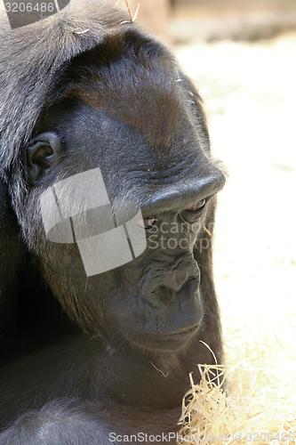 Image of western lowland gorilla