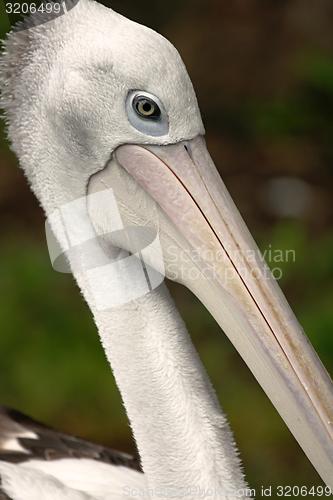 Image of australian pelican