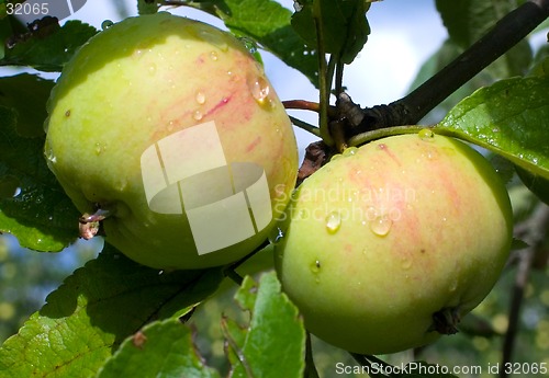 Image of washed apple