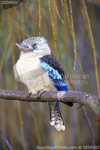 Image of blue-winged kookaburra