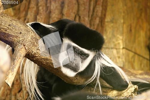 Image of mantled guereza