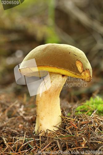 Image of unidentified brown mushrooms