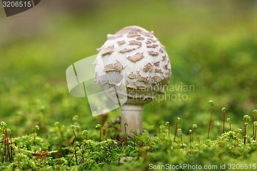 Image of cystolepiota mushroom