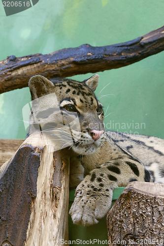 Image of fishing cat