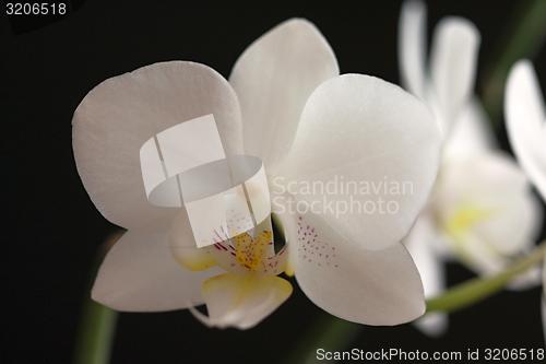 Image of white orchid