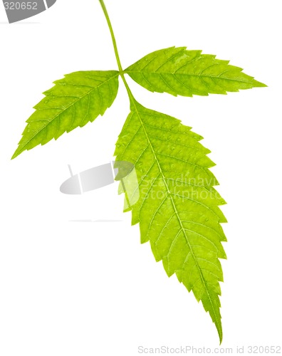 Image of Three green leaves

