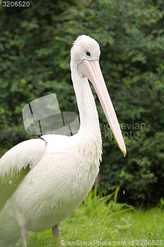 Image of australian pelican