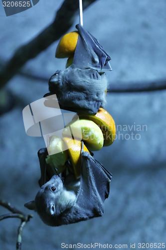 Image of egyptian fruit bat