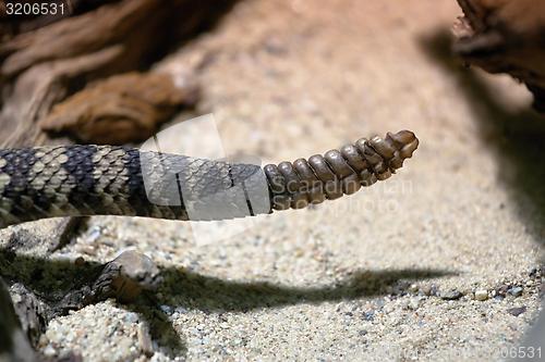 Image of rattle of the eastern diamondback rattlesnake