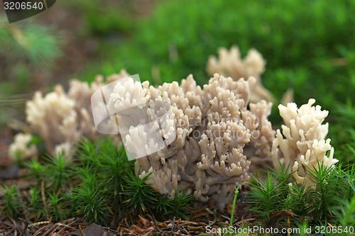 Image of unidentified brown mushrooms