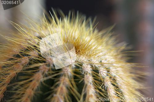 Image of cactus detail