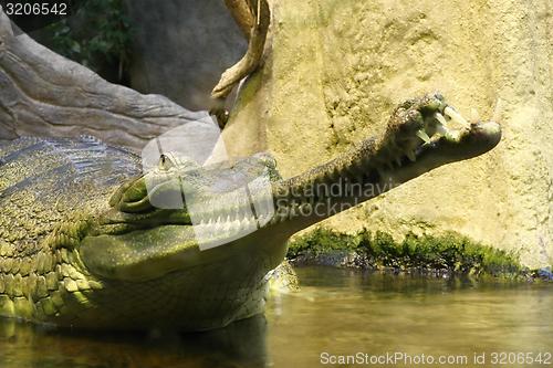 Image of gavial