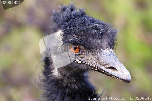 Image of head of the emu