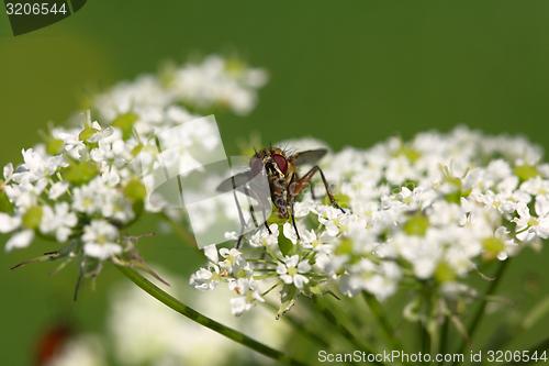 Image of fly on the white flower