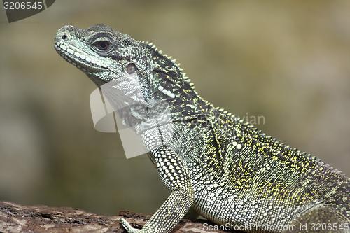 Image of chinese water dragon