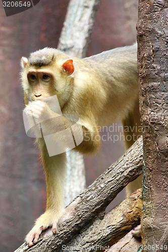 Image of pig-tailed macaque