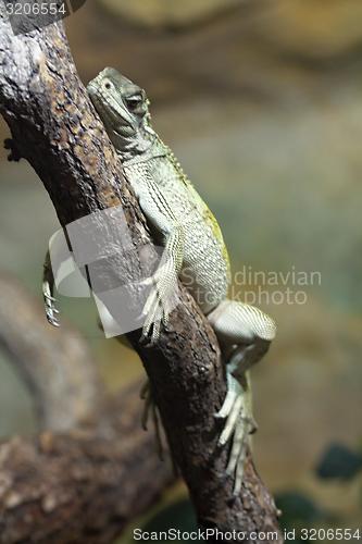 Image of chinese water dragon