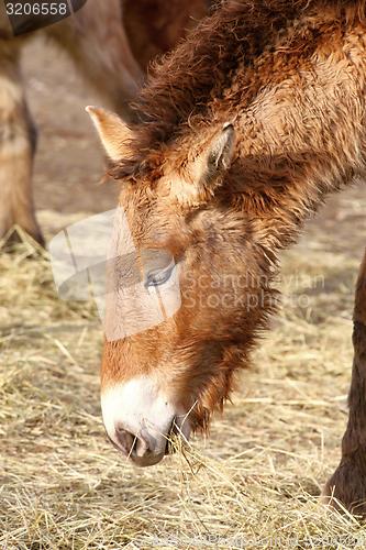 Image of przewalski\'s horse