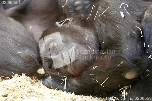 Image of western lowland gorilla