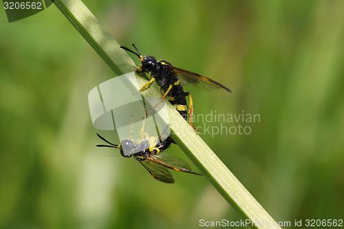 Image of two wasps