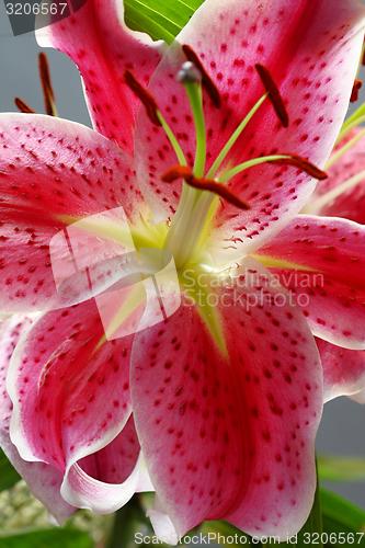 Image of flower with red blossom